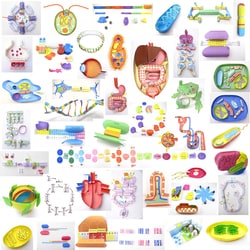 EDVOTEK™ Origami Organelles Biology Bundle